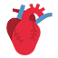 Cardiovascular surgery