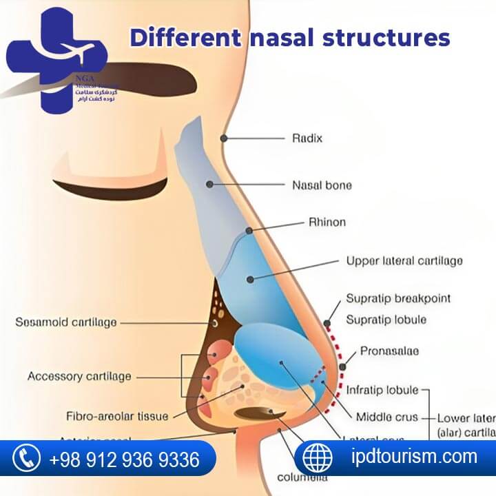 Different nasal structures